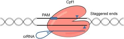 The expanded targeting space, when compared to the purine rich pams. Crispr Cpf1 Mediated Genome Editing And Gene Regulation In Human Cells Sciencedirect