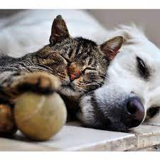 kedi ile kopek bir araya gelirken neden hep insanlar birbirini yer cat dog animal nature internal world discovery kedi hayvanlar kopek