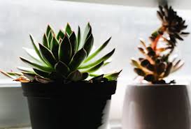 Hola, los cactus y suculentas no necesitan ser regados con continuidad pues ellos tienen abundantes reservas de agua en su interior, exceso de riego puede llegar a dañarlas, ponles un poco de agua por semana que seria mas que suficiente en verano y en invierno espacia mas los riegos. Sabias Que Puedes Cambiar De Color Tus Suculentas