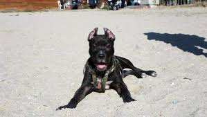 Pitbull Cinsi Kopegin Saldirisina Ugrayan Bir Kisi Ile Komsusu Yaralandi