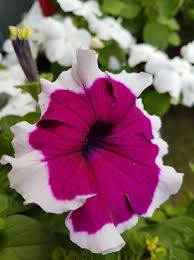 You could hold a contest asking people to choose a flower, and petunias would come out tops. Growing Petunias Umn Extension