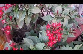 Pin On Garden Manju Shrivastav