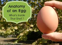 Bird Eggs With Brown Spots On Shell Egg Anatomy What S Inside That Eggshell Anyway Eggs Egg Shells Chickens Backyard