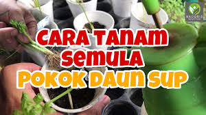 Daun seledri disantap sebagai lalapan serta penghias hidangan. 100 Berhasil Cara Tanam Daun Sup Guna Anak Pokok Youtube