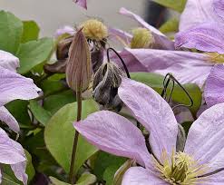 Maybe you would like to learn more about one of these? How To Grow Clematis