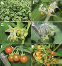 Image result for Solanum grossidentatum