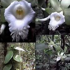 Image result for Vanilla crenulata