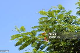 Image result for Fabaceae subfamily Caesalpinioideae