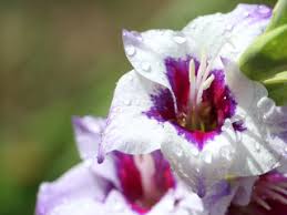 Top 35 most dangerous houseplants to cats. Plants Poisonous To Cats Flowers Poisonous To Cats Vets Now