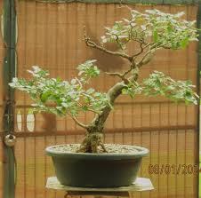 Image result for Galpinia transvaalica