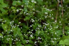 Image result for Galium