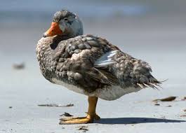 When do ducklings leave mother? 8 Birds That Can T Fly Britannica