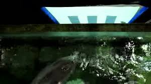 Complete the revealing the unseen quest, which is the fifth quest in the college of winterhold quest line. Visible And Invisible Displacement With Dynamic Visual Occlusion In Bottlenose Dolphins Tursiops Spp Springerlink