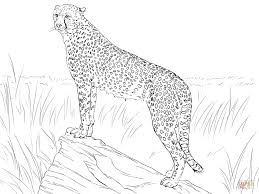 If you've got little kids, or children that are readily frightened, consider printing out some of these cute drawings rather than the monsters above. Get This Free Printable Cheetah Coloring Pages At2ml