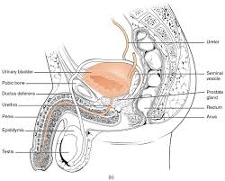 Image result for Scrotum