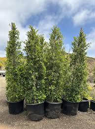 Image result for Ficus conraui