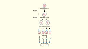 Check spelling or type a new query. 16 Perbedaan Spermatogenesis Dan Oogenesis Tabel