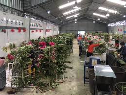 Flowers are beautiful, aren't they? South American Farm Direct Flowers