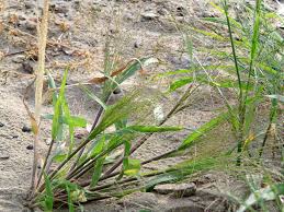 Image result for Eragrostis nindensis