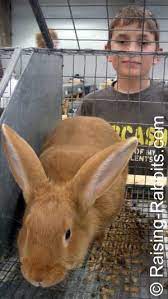 Click on a breed name to jump to that section: New Zealand Red Rabbits Info History Description