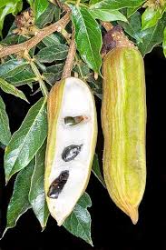 Pin On Exotic Fruit