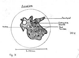 Proteus may appear in a variety of colors (often yellow, green and purple) under a microscope. Sample Descriptive Lab Report