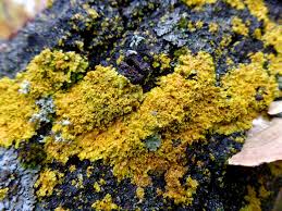 Image result for Xanthoconium sp.