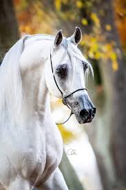 Darmowe kolorowanki do wydruku o różnorodnej tematyce, które możesz wydrukować i pokolorować. 680 Polish Arabian Horses Ideas Konie Arabskie Konie Kon Ujezdzeniowy