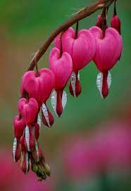 Bleeding Hearts Unusual Flowers Bleeding Heart Flower Beautiful Flowers