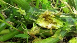How aluminum around zucchini stems prevents borer. Squash Vine Borer Prevention Identification And Control The Beginner S Garden