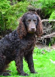 Image result for americký vodní španěl