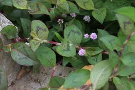 Image result for Persicaria nepalensis