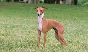 Tan And White Italian Greyhound Italian Greyhound Dog Dog Breeds Grey Hound Dog