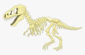 Download dinosaur skeleton stock vectors. Bone Clip Art Fossil Transprent Dinosaur Bones Clipart Hd Png Download Kindpng