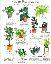 House Plant Community On Instagram Thanks A Lot Elowyn Makes Art For Sharing This Lovely Plantilustratio In 2020 Household Plants Plant Care Houseplant Plants