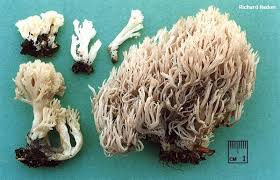 Check spelling or type a new query. Clavulina Cristata Mushroomexpert Com