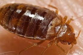 Check spelling or type a new query. Coronavirus Des Punaises De Lit Et Autres Invasifs Chez Moi Comment Faire Pendant Le Confinement
