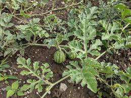 Die wärmeliebende pflanze solltest du nicht vor april ins freie setzen. Zucchini Selbst Pflanzen Und Ernten Mit Zwei Videotipps Garteln