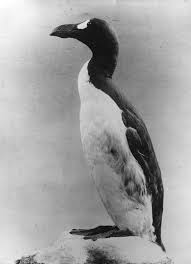 the bizarre story of britain s last great auk