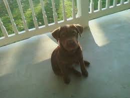 Black And Brown Beagle Puppy Chocolate Brown Lab With A Beagle Mix He Stays Small Beagle Mix Puppy Love Puppies