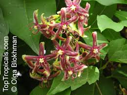 Image result for Apocynaceae subfamily Periplocoideae