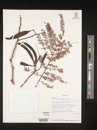 Image result for Acacia amythethophylla