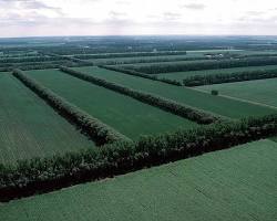 Image of Windbreaks around fields