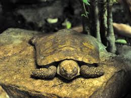 The name comes from the animal's thin, flat shell. Malacochersus Tornieri African Pancake Tortoise In Wroclaw Zoo