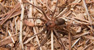 A brown recluse spider bite is a slight sting at best. How To Identify A Brown Recluse Spider Bite On A Dog Petcoach