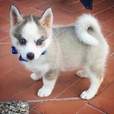 The teacup puppy has become a sought after pet, but do they live up to all that hype? Teacup Pomsky 5 Amazing Things You Should Know About