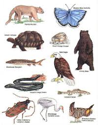 Endangered Species Endangered Animals Endangered Endangered Species