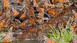 Donde Ver Mariposas Monarca En Mexico Matador Espanol
