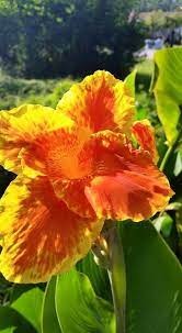 Canna Lily Bulbs Orange And Yellow 5 Tropical Plant Rhizomatous Perennial Lily Bulbs Plants Rhizome