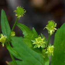 Image result for Rhynchosia micrantha